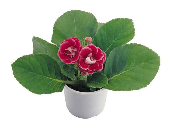 gloxinia bloomed out what to do