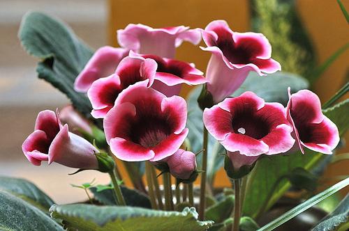 gloxinia care and reproduction