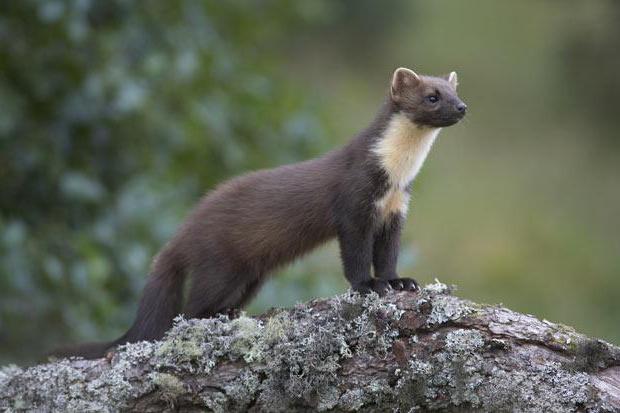 hunting in the stone marten traps