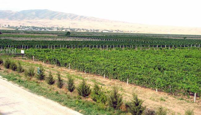 Азербайджанське вино Кюрдамир