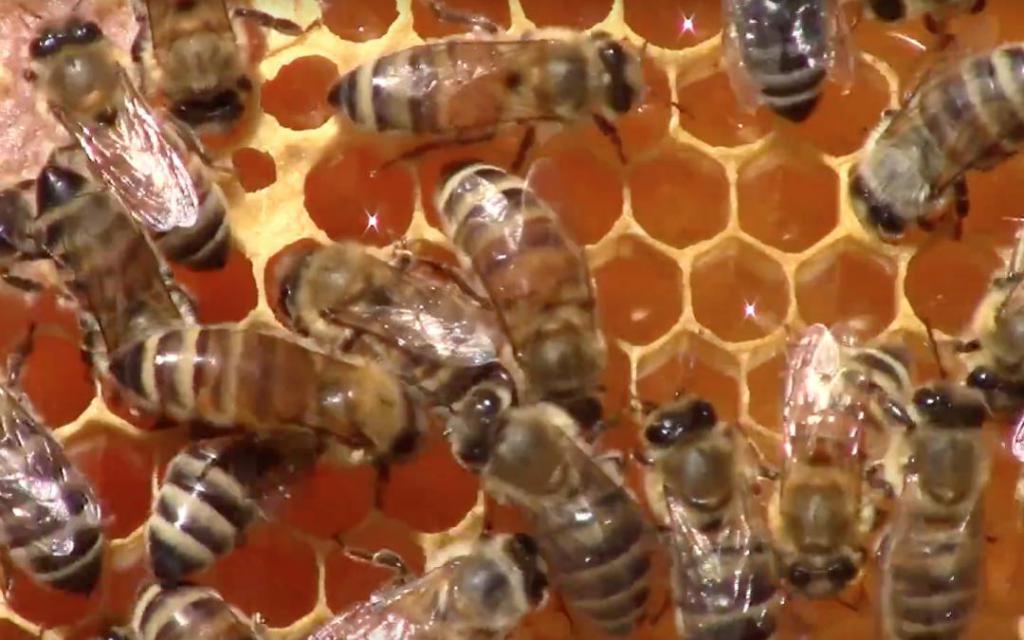 Bees on comb