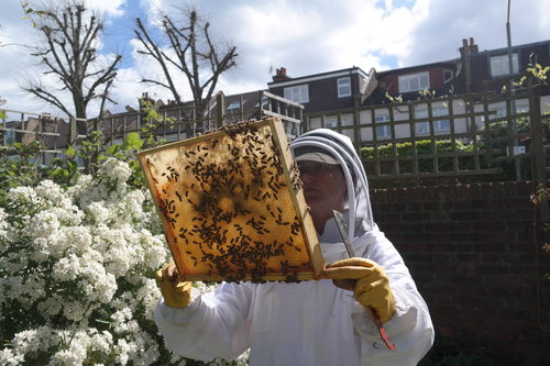 शहर की मक्खियां पालनेवाला के साथ honeycombs