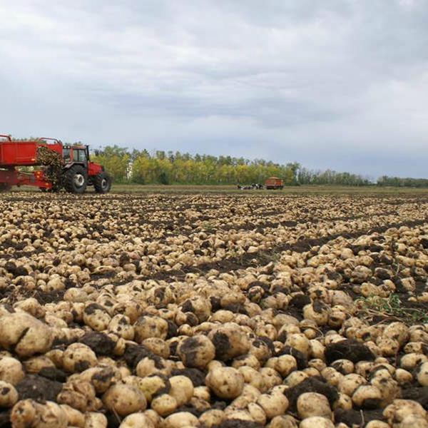 mini cosechadora de patatas