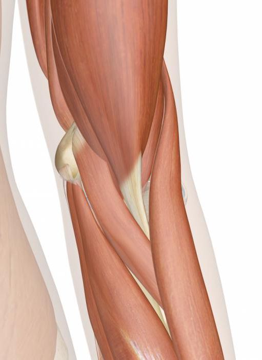 anatomy of the elbow venous outflow