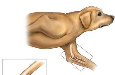 解剖学の肘関節の犬