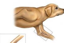 Anatomía de la articulación del codo, la estructura, la función
