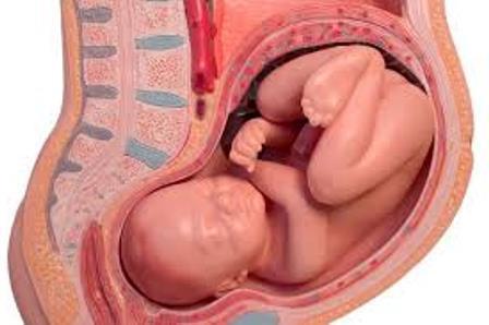 cómo determinar la posición del bebé en el vientre de la 37 semana