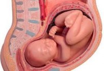 How to determine the position of the baby in the belly: ways to diagnose posture of the baby