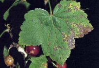 Pests and diseases of black currant. Action against them