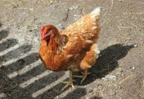 腹泻鸡：原因和治疗方法