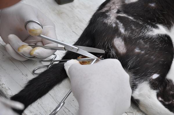 Sterilisation von Katzen zur Pflege