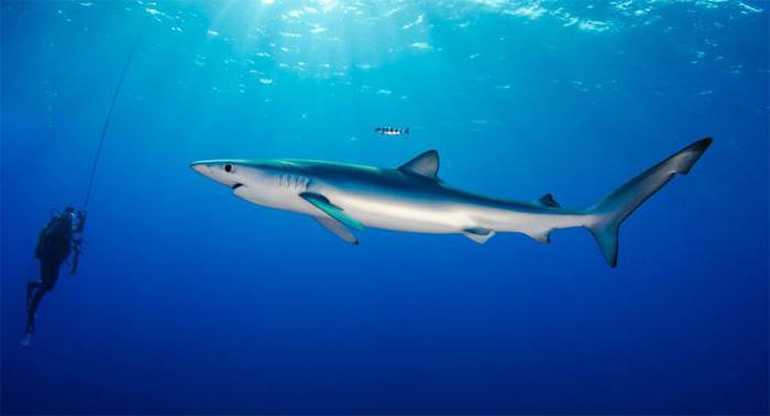 azul tiburón descripción