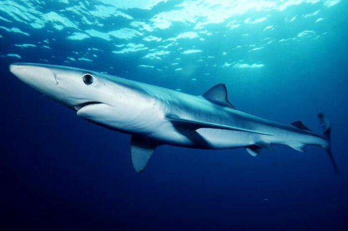 голубая акула сипаттамасы