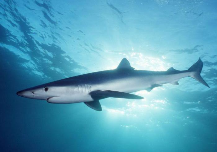 fish shark blue