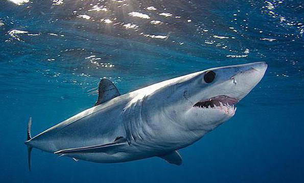blue shark habitat origin