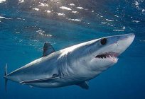 Blue shark: the description of the species, habitat, origin and characteristics