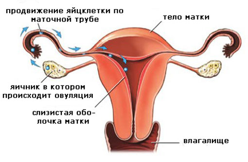 die Struktur der weiblichen Geschlechtsorgane