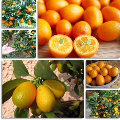 Kumquat Schaden und Gebrauch