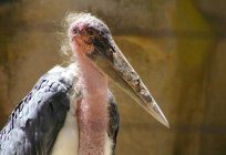 Marabou is a very interesting and not like other bird