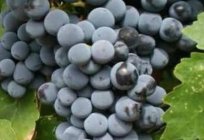 Cabernet: a description of the variety characteristics and care