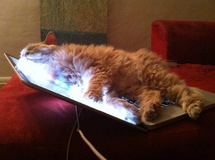 动物喜欢的计算机