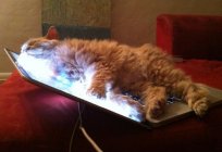 Want to know what animal loves the most computer?