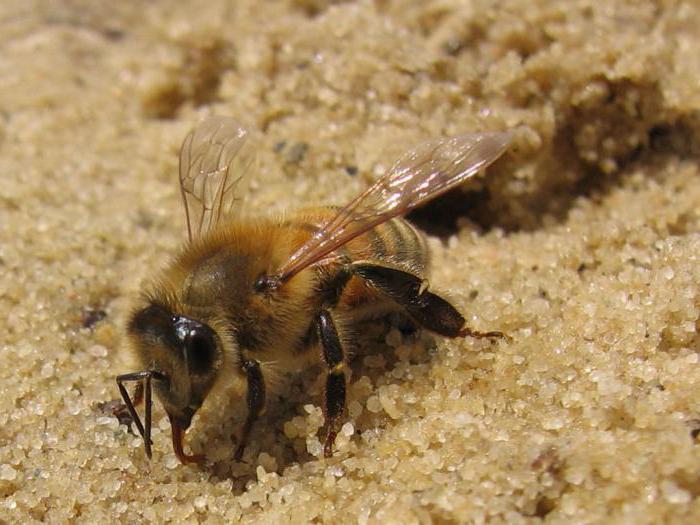 how to get rid of underground bees in the area
