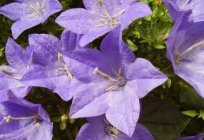 Las flores de las campanas – прелестнейшие de la planta rusa de la flora