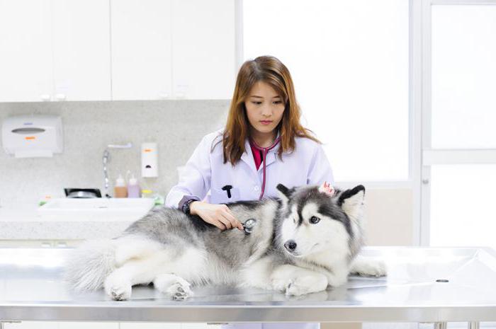 about Li is anomalously strongly in dogs treatment