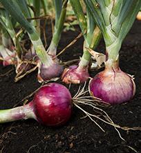 onions useful properties
