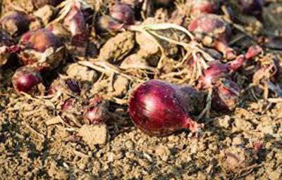 how to grow onions in the winter