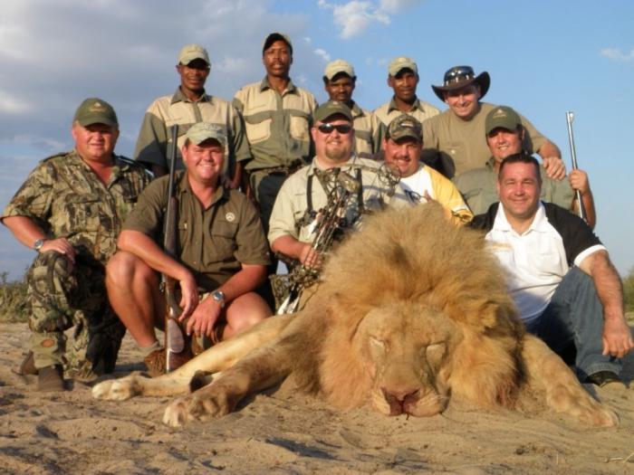 полювання на левів