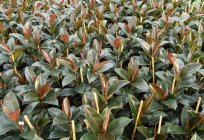 Ficus Robusta: General information and breeding