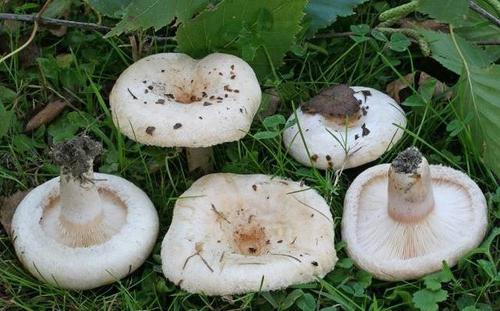 white Mushrooms
