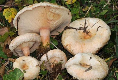 Mushrooms white photo