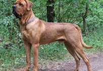 FILA Brasileiro, or Brazilian Mastiff: description of the breed, character, reviews