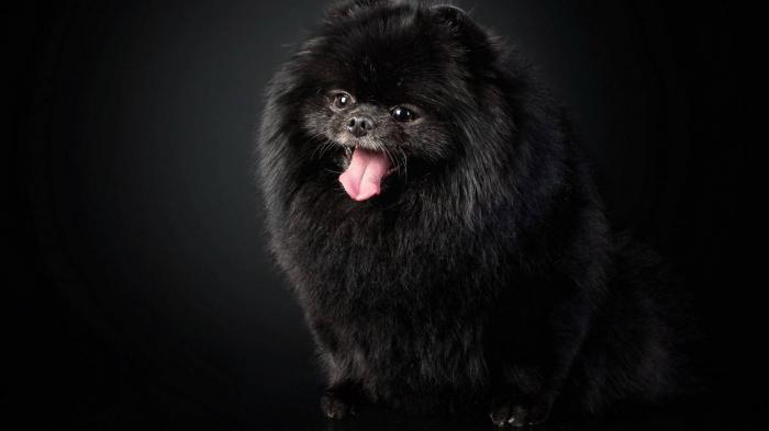 Pomeranian black
