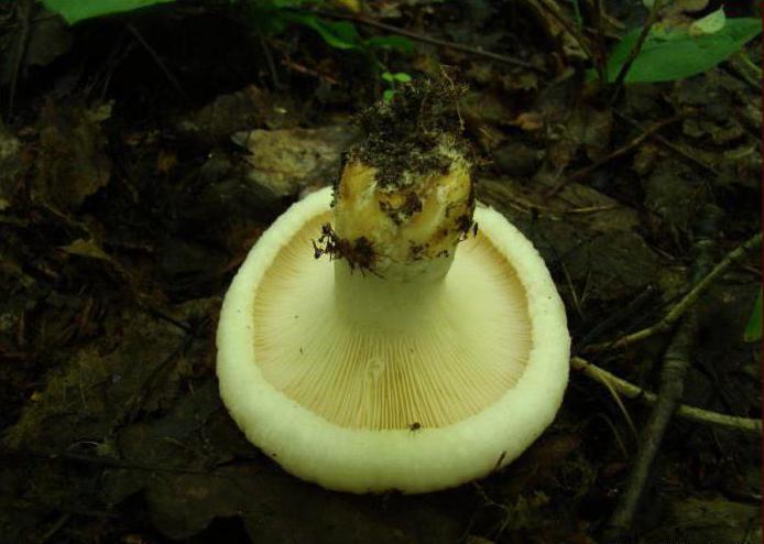 які гриби ростуть під сосною і ялиною