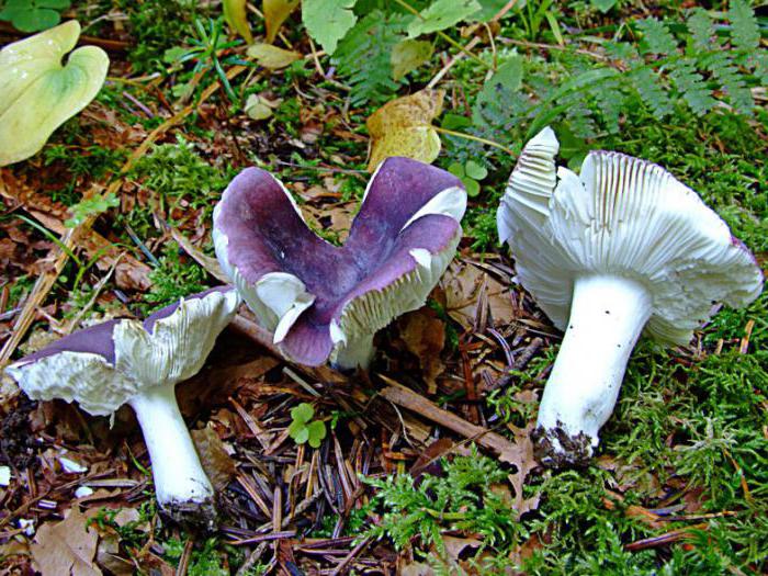 гриби, які ростуть під сосною фото