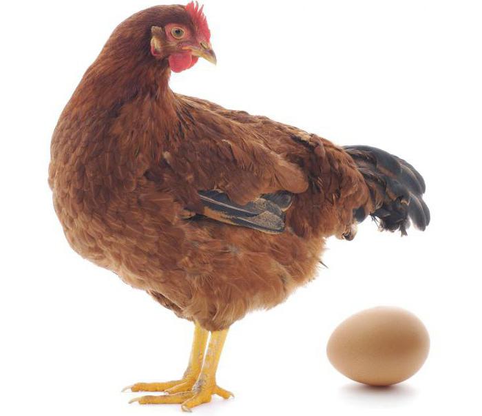 Zucht und Pflege der Hühner Hennen