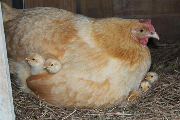 häusliche Zucht Hühner Hennen