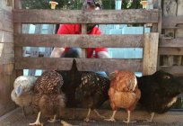 Laying hens: breeding in the home
