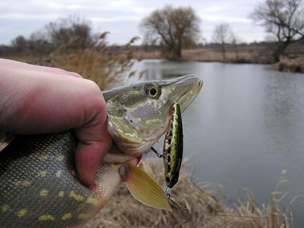 Catching pike on a Wobbler