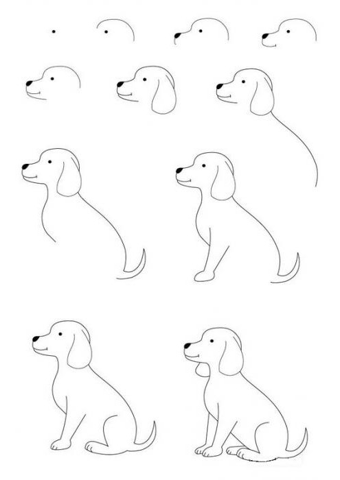 How to draw a sitting dog