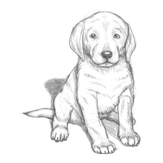 How to draw a dog sitting with a pencil in stages