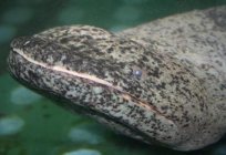 A salamandra gigante (исполинская): descrição, dimensões