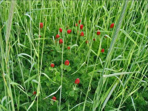 cover crops for the winter