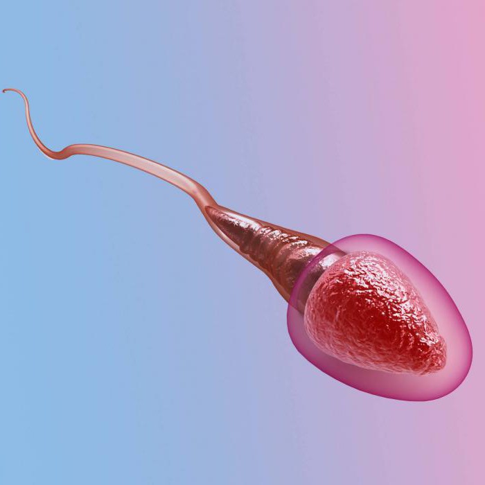 Анализ днк бөлінуіне сперматозоидтардың