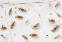 Unvollständige Verwandlung Insekt: die Besonderheiten der Entwicklung und der Lebenstätigkeit