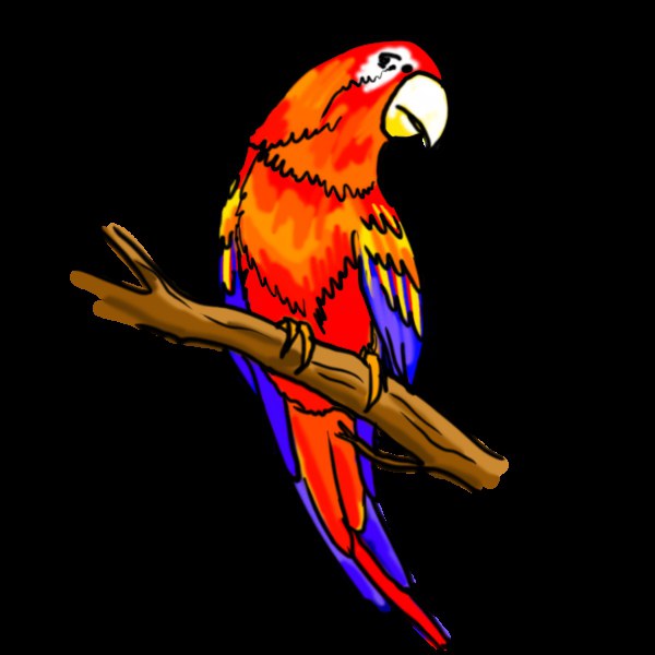 сурет салу попугая ара